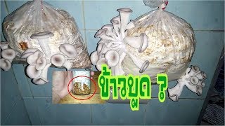 การเพาะเห็ดนางฟ้า
ปัญหาในการทำเชื้อเห็ดแบบบ้านๆและแนวทางการป้องกัน