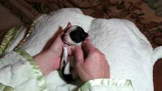 Chihuahua Puppies by www.ChihuahuasWeeLove.com