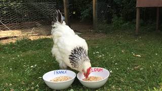Les pronostics de Pouick la Poule (France - Belgique)