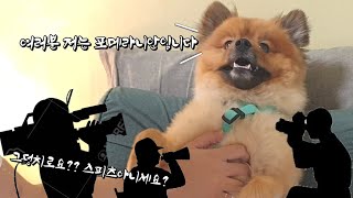 자기가 포메라니안인 줄 아는 스피츠만한 왕포메 탁구(오쏠이 아들) | This Giant Dog insists That He's A Pomeranian (왕티즈 솔이 패러디)