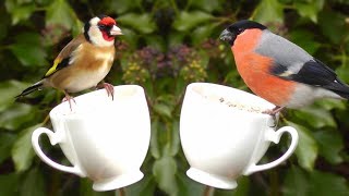 Relaxing TV for Cats to Watch : The Prettiest Little Birds in The World