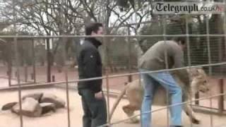 Top 10 Lion attacks on human (by odissey505)