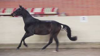 Balagur | Brech Horses