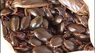 活ゲンゴロウ300匹とタガメを生きたまま油に入れるとこうなる