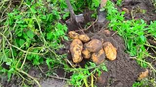 Супер гигантская картошка "Белый лебедь"