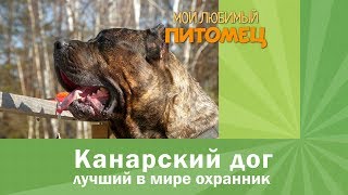 Канарский дог. Лучший в мире охранник