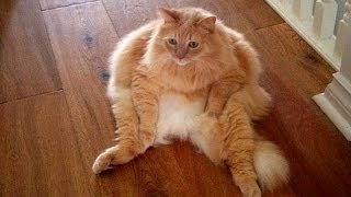 Best ANIMAL videos of all time! - TRY NOT TO LAUGH CHALLENGE