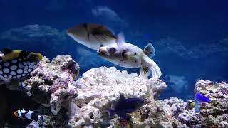 Dogface puffer fish