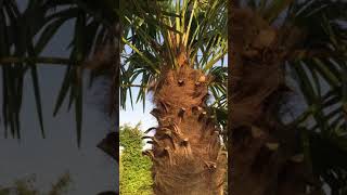 Enlever les palmes mortes d'un PALMIER   Chamaerops Excelsa