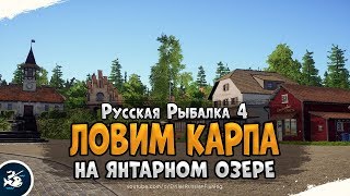 Ловим Карпов на Янтарном озере • Русская Рыбалка 4