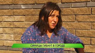 Синицы гибнут