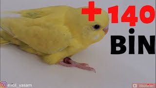 CİCİKUŞ Sesi.8 Saatlik GARANTİLİ Muhabbet Kuşu Konuşturma Eğitimi.Dinlet KONUŞSUN.