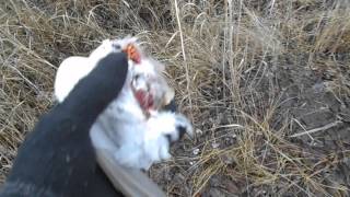 Ловля куниц живо ловушкой. Catching marten trap alive.
