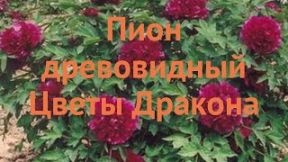 Пион древовидный Цветы Дракона ? обзор: как сажать, саженцы пиона Цветы Дракона