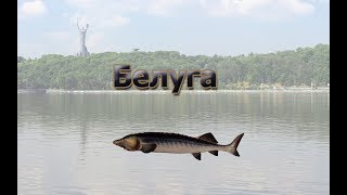 Русская Рыбалка 3.99 (Russian Fishing) Белуга черноморская на Днепр-Киев