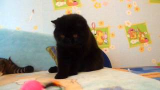 Exotic Cattery Fayna Kisya http://fayna-kisya.jimdo.com/