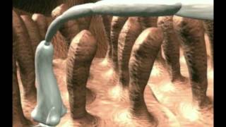The Flea Tapeworm in dogs and cats - Dipylidium caninum
