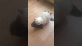 Вязка кошек