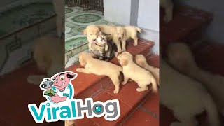 Kitty vs Puppy Pack || ViralHog