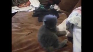 Кошки сборка смешного видео