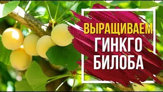 Гинкго Билоба ? посадка, выращивание и уход