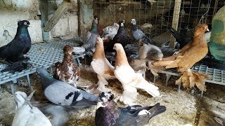 Чем Кормить Голубеи После Закрытие Сезона