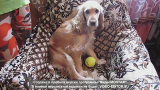 Уход за английским кокер спаниелем