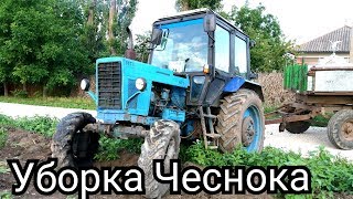 25.06.18✔МТЗ 82 и ПРИЦЕП 2ПТС-4✅УБОРКА ЧЕСНОКА