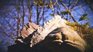 Бегут ручьи (футаж, апрель 2019)