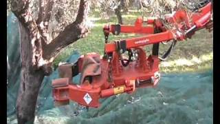 ΔΙΣΤΟΜΟ-ΤΙΝΑΓΜΑ ΕΛΙΑΣ