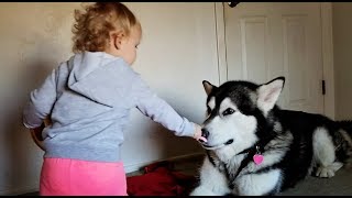Tonka the Malamute With His Baby Abryella.........lol