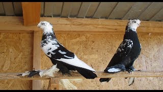 Узбекские голуби (сочи)! 2019 год .Uzbek pigeons (Sochi) 2019 .