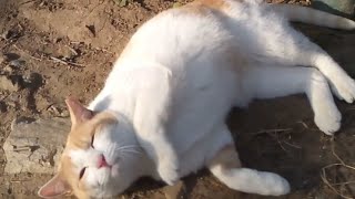 素直に甘えられない野良猫