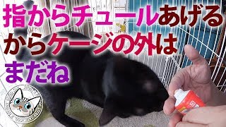 【Jean & Pont 612】保護猫兄弟指からチュールで引きつける 2017/10/9　元野良猫の保護里親記録  Jean & Pont, former stray cats.