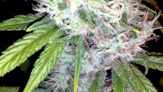 The Tent Update - Random Sativa Strain