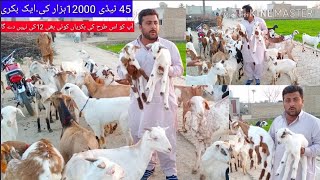 Teddy goats a goat of 12000 ۔3.4 baby givers.03327251817.03487174265.ٹیڈی گوٹ 12000 کی ایک بکری