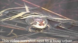 Wood Frogs and Boreal Chorus Frogs.