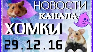 Новости канала ХОМКИ 29.12.16