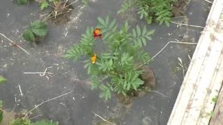 Бархатцы (ч.17), через месяц после высадки в открытый грунт, 19 июня