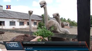 Африканські страуси на Закарпатті