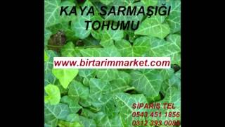 Kaya sarmaşığı tohumu,orman sarmaşığı tohumu,kaya sarmaşığı tohumu fiyatı,kaya sarmaşığı tohumu fiya