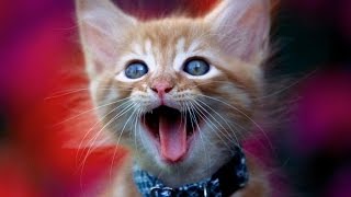 Милое мяуканье котят