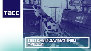 Звездный далматинец Фредди