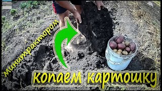 копка картофеля минитрактором