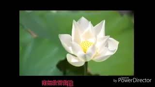 梵文【白衣大士神咒】