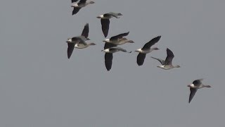 Goose Hunting. Проект - Охота на гусей. Пролеты и присады гусей - 1