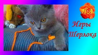 Игры Шерлока 8 минут позитива Смешные животные??