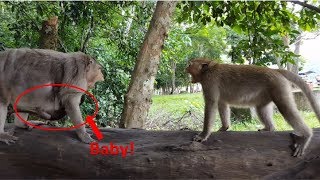 Mother monkey protect her baby and attack the kidnapper, Monkey kidnapping