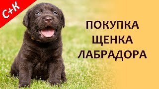 Покупка щенка лабрадора.  Как купить и не ошибиться.