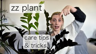 THE (almost) UNKILLABLE ZZ PLANT | Zamioculcas Zamiifolia Care